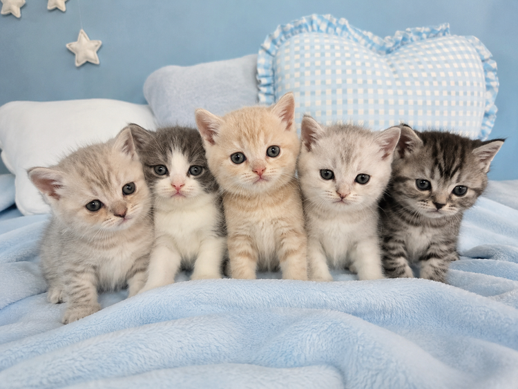 CATS🐈