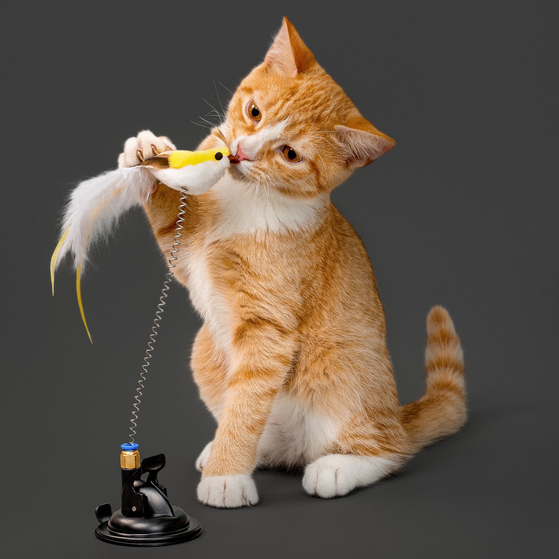 Cat Toys | Interactive Suction Cup Spring Bird Feather Toy for Cats